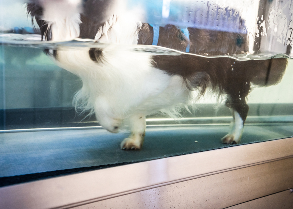 Hydrotherapy Pools (for dogs)